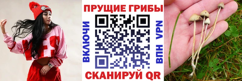 Галлюциногенные грибы прущие грибы  Полевской 